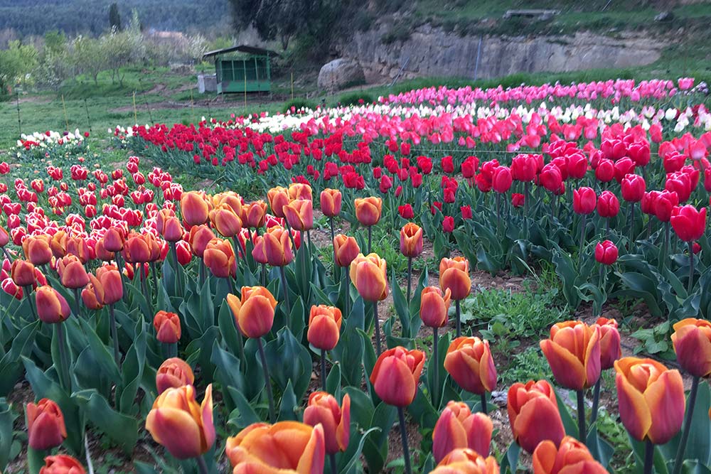 Campos de tulipanes