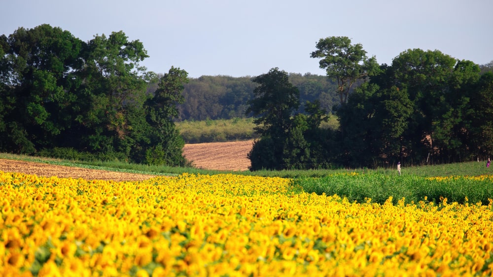 granja de flores