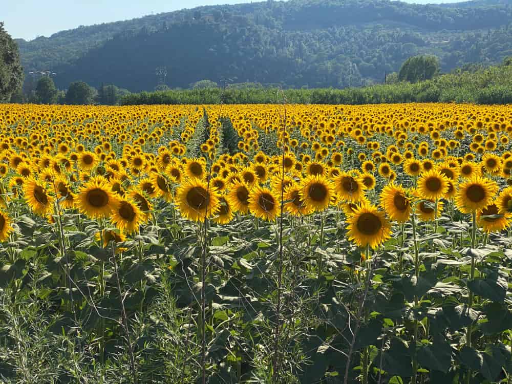 campos de girasoles