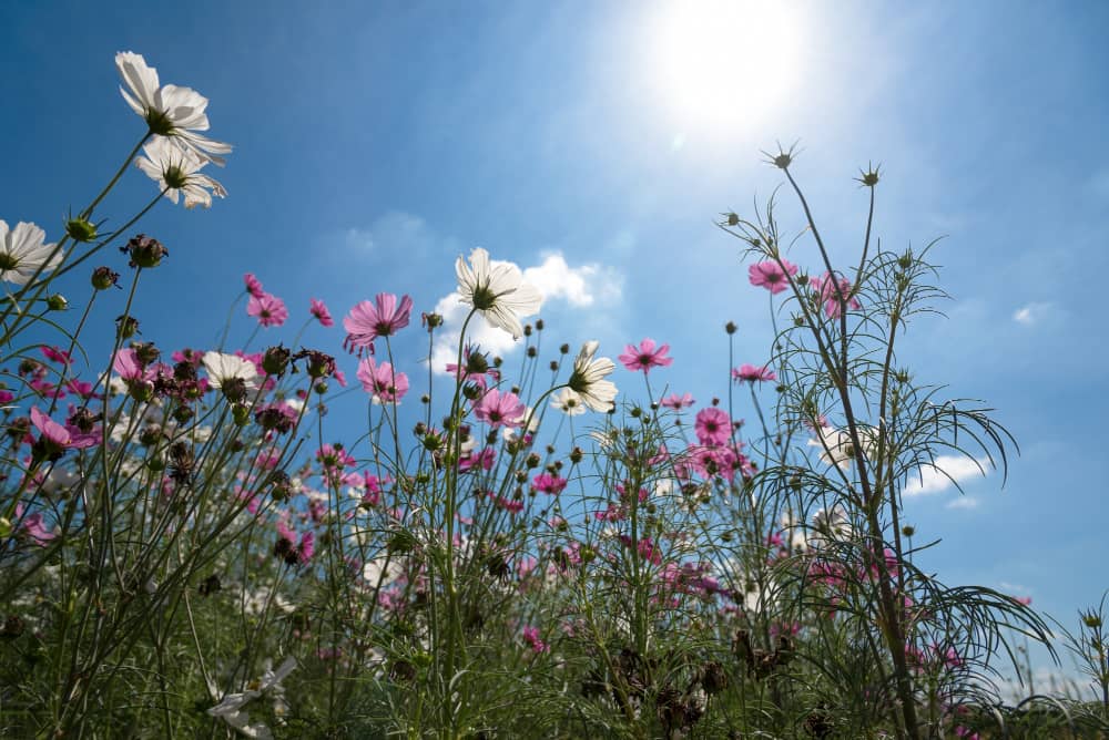 campos de flores