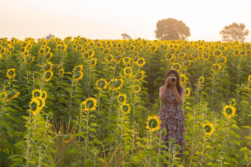 campos de girasoles