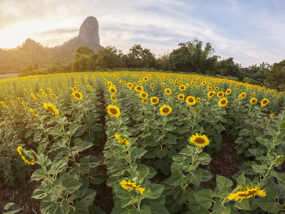 campos de girasoles