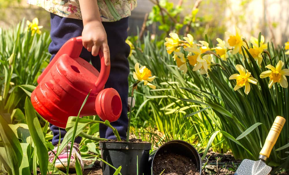 como plantar tulipanes