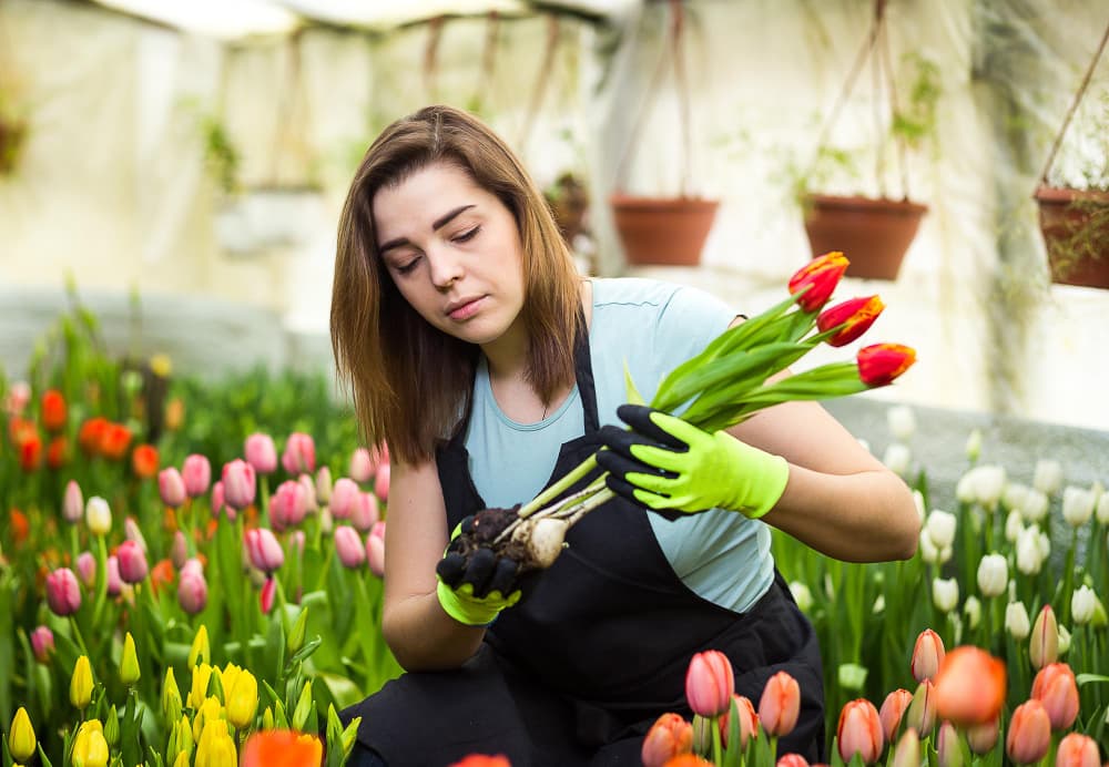 como plantar tulipanes