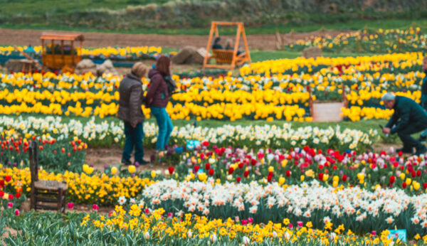 Taller de Plantación de Dalias