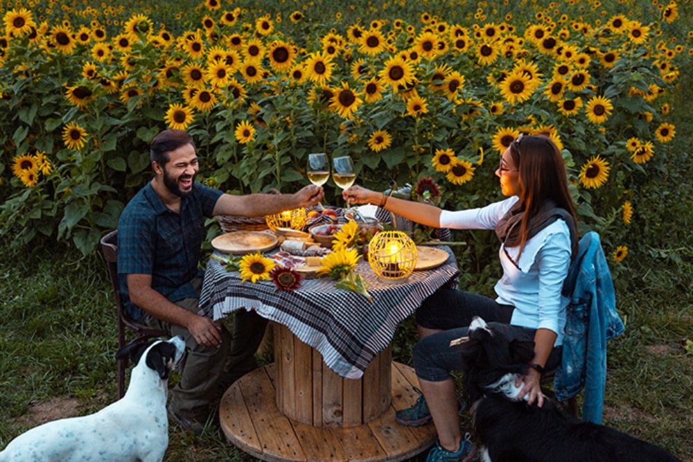 Temporada de girasoles en España: guía para no perderte su floración